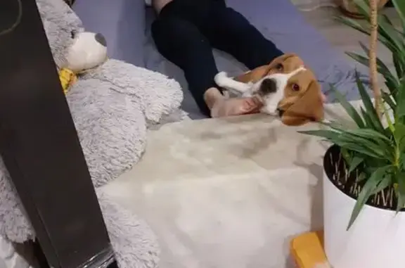 Собаки потеряшки, Калужская область, фото: Потеряшка собака, СНТ Фруктовый сад, Перцево