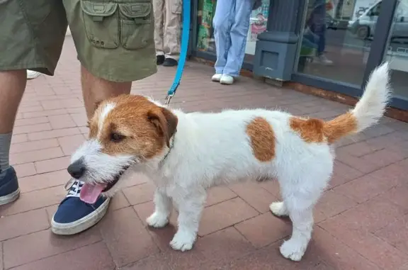 Пропала собака на Киевской, 71, Калининград