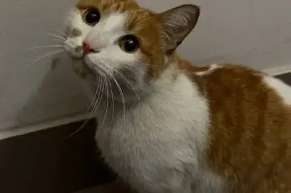 Найдена кошка, Абакан, фото: Кошка найдена на Дзержинского 187, Абакан