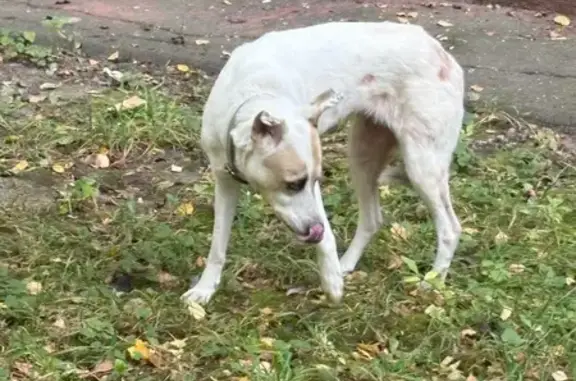 Собака найдена, ул. Бестужевых, 1А, Москва