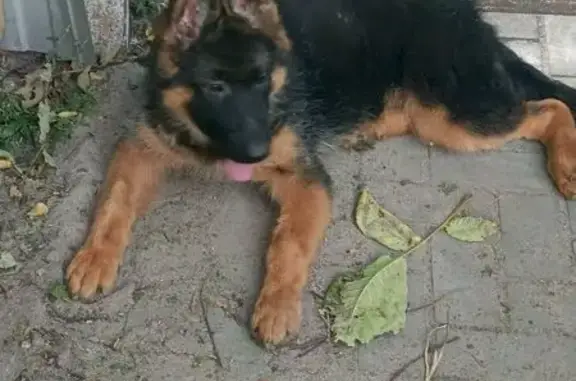 Пропала собака, ул. Рошаля, 40, Новозыбков