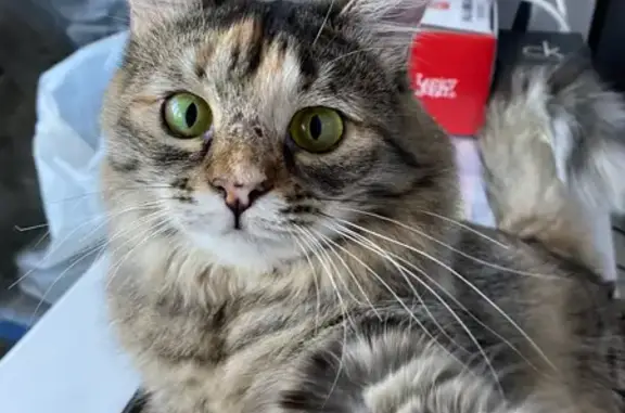 Кошки потеряшки, Пермь, фото: Потеряшка кошка, ул. Каляева, 20, Пермь