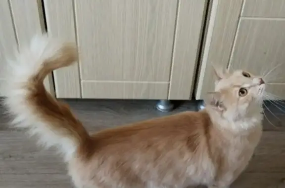 Найдена кошка, Астрахань, фото: Найдена кошка у 