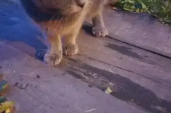 Кошка найдена, Черемошники, ул. Крымская