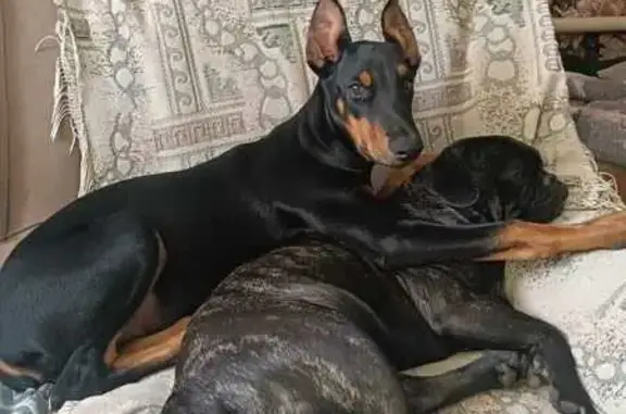 Пропала собака, Литейная 36А, Брянск