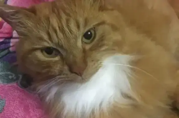 Пропала кошка, ул. Майора Филипова 7