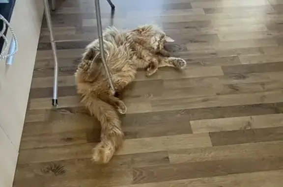 Пропала кошка, Донская 35, Магнитогорск