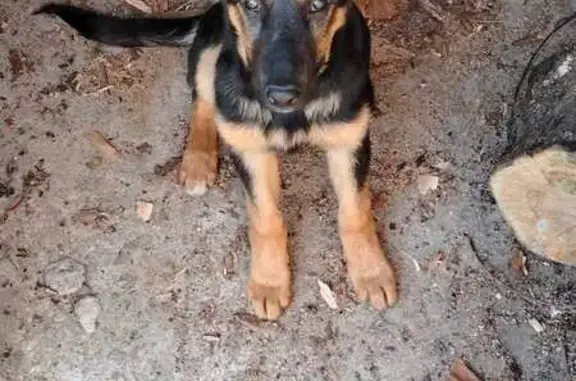 Собаки потеряшки, Калининградская область, фото: Потеряшка собака, ул. А.Суворова, Калининград