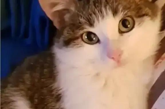 Кошки потеряшки, Чебоксары, фото: Потеряшка кошка, Эгерский бульвар 13