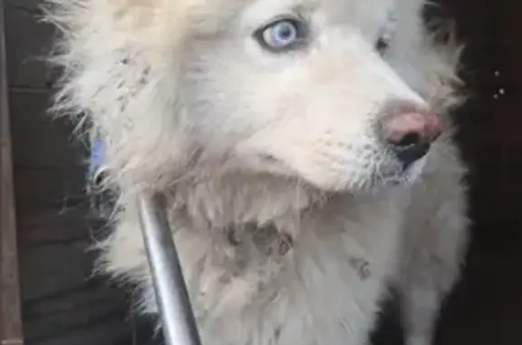 Найдена собака, Чесноковка, фото: Самоеды найдены: Школьная ул., 17, Чесноковка