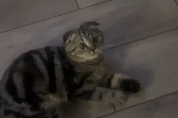 Пропала кошка, Ярославль, 6-я Яковлевская 10А