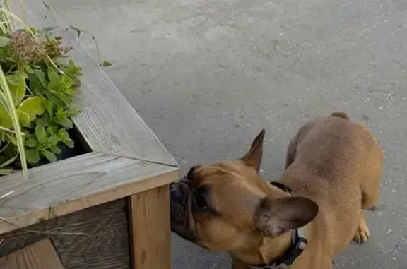 Собаки потеряшки, Самара, фото: Потеряшка собака, Красноармейская 1А, Самара