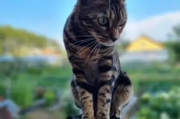 Кошки потеряшки, Пермь, фото: Потеряшка миниатюрная кошка, ул. Гальперина