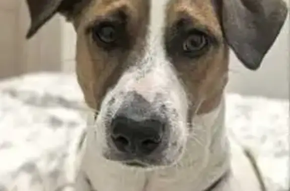 Собаки потеряшки, Саратов, фото: Потеряшка собака, ул. Гришаева, 10, Саратов