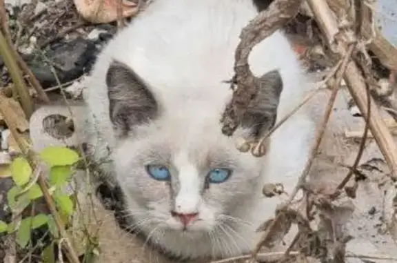 Пропал котёнок, пр. Масленникова, 18