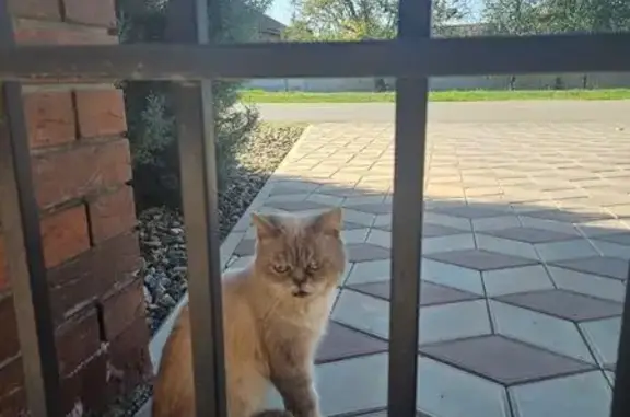 Объявления о пропавших и найденных животных, Белореченск, фото: Кошка найдена, ул. Калинина, 226, Белореченск