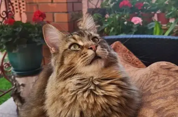 Пропала кошка, Советская ул. 18, Ивановское