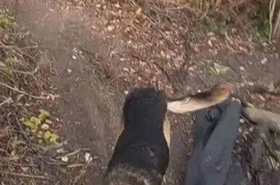 Найдена собака, Октябрьск, фото: Собака найдена на Кирова, 70, Октябрьск