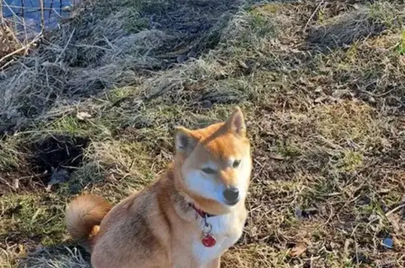 Собаки потеряшки, Санкт-Петербург, фото: Потеряшка собака, Кудровский пр., СПб