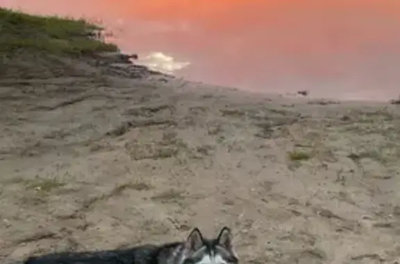 Пропала хаски в Подлесновском, Саратовская обл.