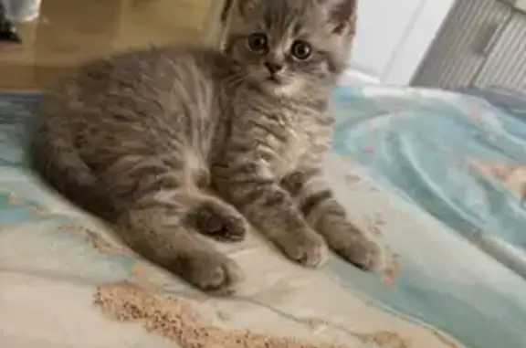 Пропала кошка, Нагорная ул. 17 к4, Москва