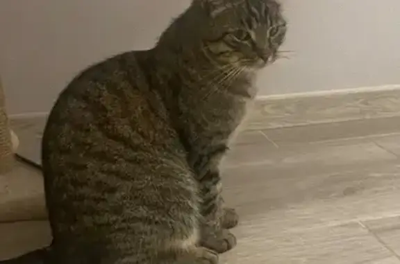 Пропала кошка, ул. Трынова 62, Рузаевка