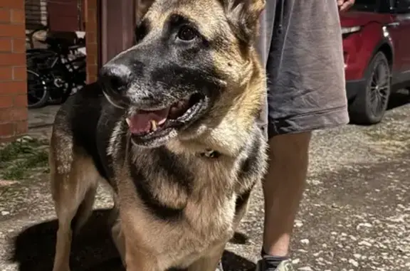 Найдена собака, Краснодарский край, фото: Собака найдена: Солнечная и Московская