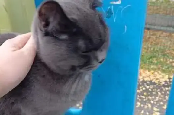 Найдена кошка, Новосибирск, фото: Кошка найдена, Киевская ул. 11, Новосибирск