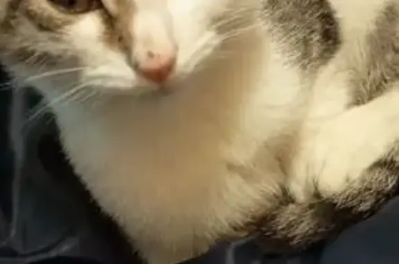 Найдена кошка, Нижегородская область, фото: Кошка найдена на Магистральной улице