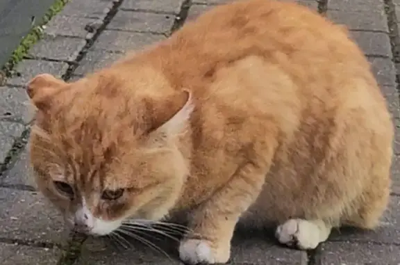 Найдена кошка, Будовское, фото: Найдена кошка на М-11, заправка Роснефть