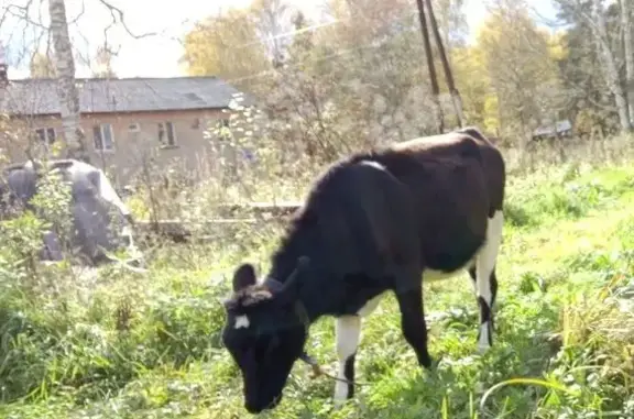 Объявления о пропавших и найденных животных, Нижний Тагил, фото: Пропали две тёлочки у санатория «Руш»