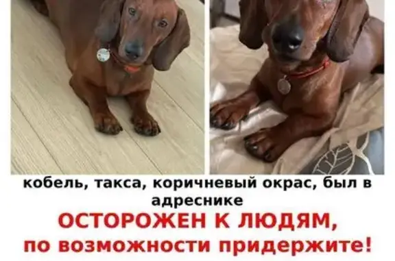 Пропала такса в СНТ Шувалово, 152