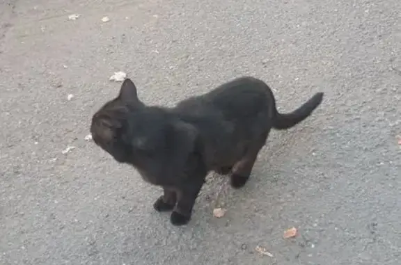 Найдена кошка, Копейск, фото: Кошка найдена, ул. Калинина, Копейск