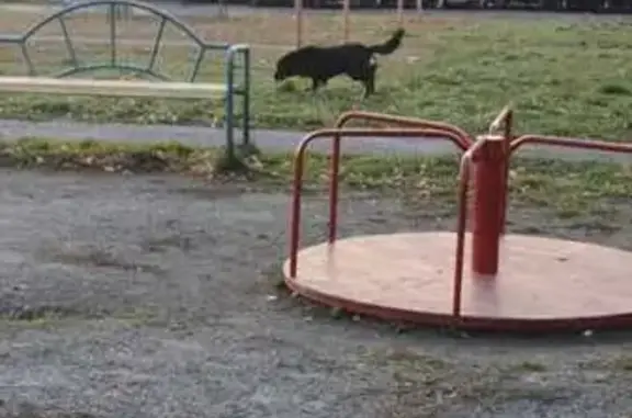 Собака найдена: ул. Калинина, Копейск