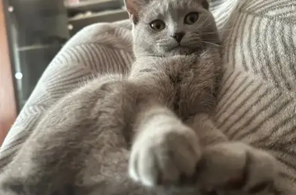 Кошки потеряшки, Брянск, фото: Потеряшка кошка, Брянск, Профсоюзов 22В