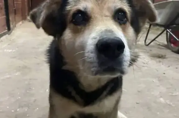 Пропала собака, Троицкая ул. 33, Аносино