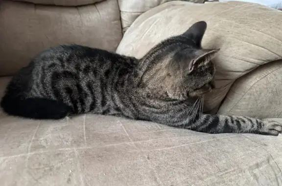 Кошка найдена: Учебный пер., 6 к2, СПб