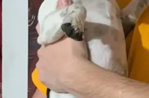 Пропала собака Юми, Южная 98, Ставрополь