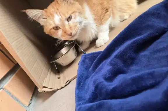 Найдена кошка, Владивосток, фото: Кошка найдена на Шаморовской трассе