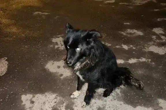 Собака найдена: ул. 79-й Гв. Дивизии, 12