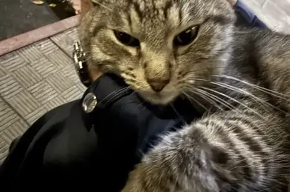 Кошка у подъезда №5, Ключевая ул., Москва