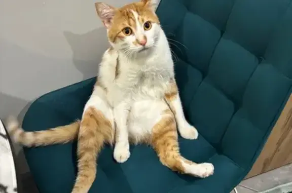 Кошки потеряшки, Армавир, фото: Потеряшка кот Симба, ул. Ленина 40, Армавир