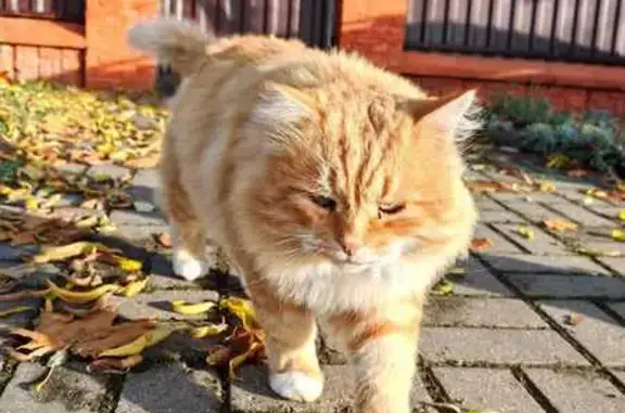 Кошки потеряшки, Гродно, фото: Потеряшка рыжая кошка, Гродно, Городская 14