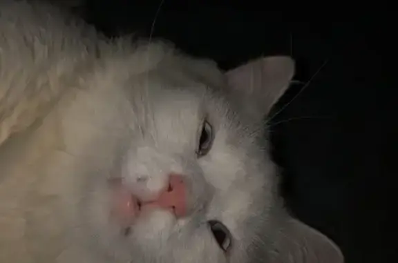 Кошки потеряшки, Уфа, фото: Потеряшка кошка, пр. Октября 164, Уфа