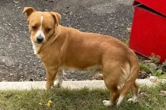 Найдена собака, Орехово-Зуево, фото: Рыжий пес на заправке, Карасово 25/2