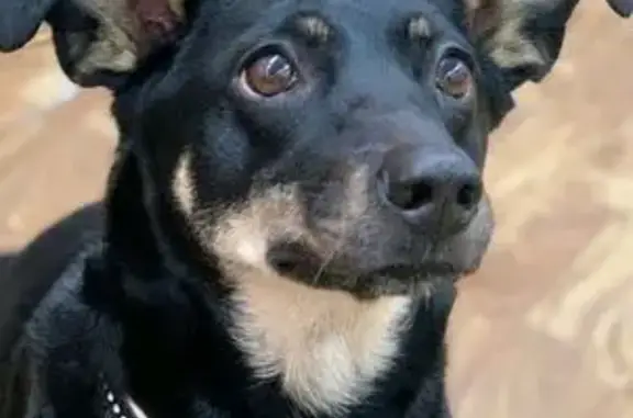 Пропала собака, Почтовый тракт 22, Арх.