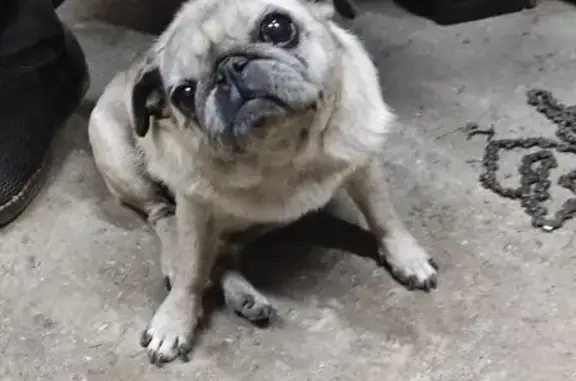 Найдена собака, Шахты, фото: Собака найдена: Телеграфная 38, Шахты