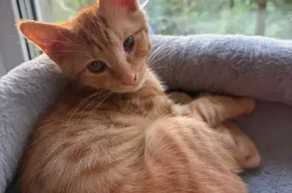 Пропал котенок без хвоста, Серова 16