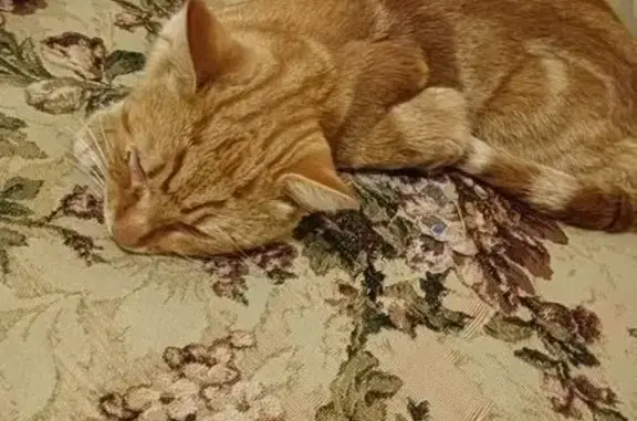 Найдена кошка, Архангельск, фото: Кошка найдена на Воронина, 25, Архангельск