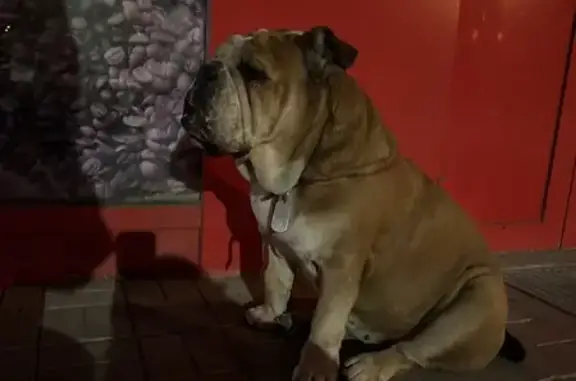 Найдена собака, ул. Энгельса, Челябинск